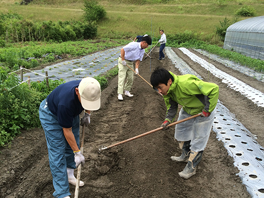 どくだみ栽培プロジェクト Ogawa Crude Laboratory